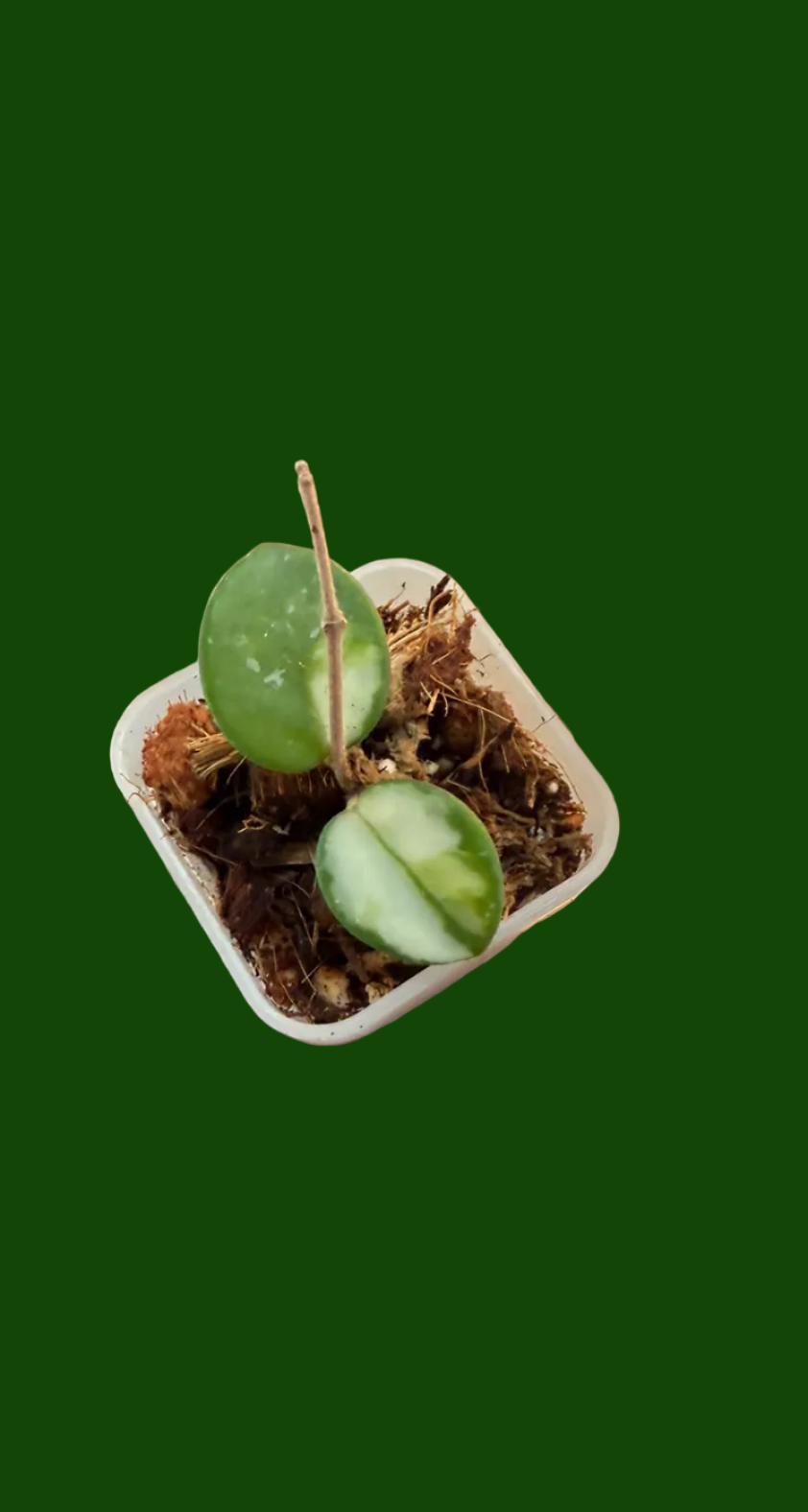 Variegated Hoya Mathilde