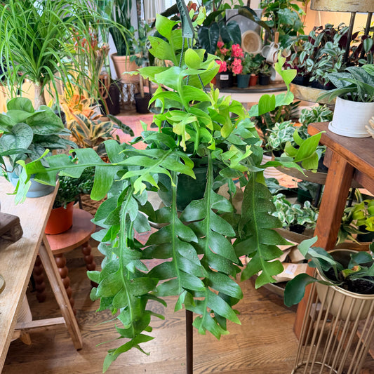 Selenicereus Shark Tooth (8" Basket)