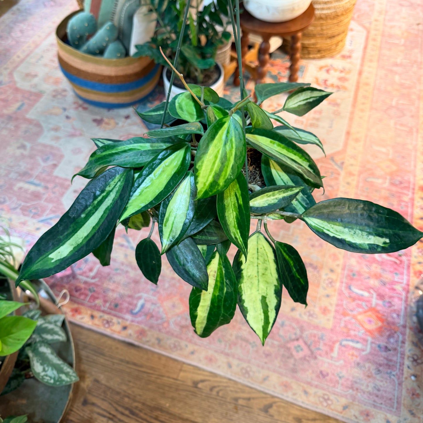 Hoya Pot of Gold