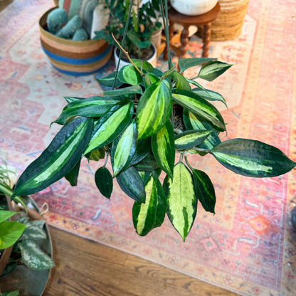 Hoya Pot of Gold
