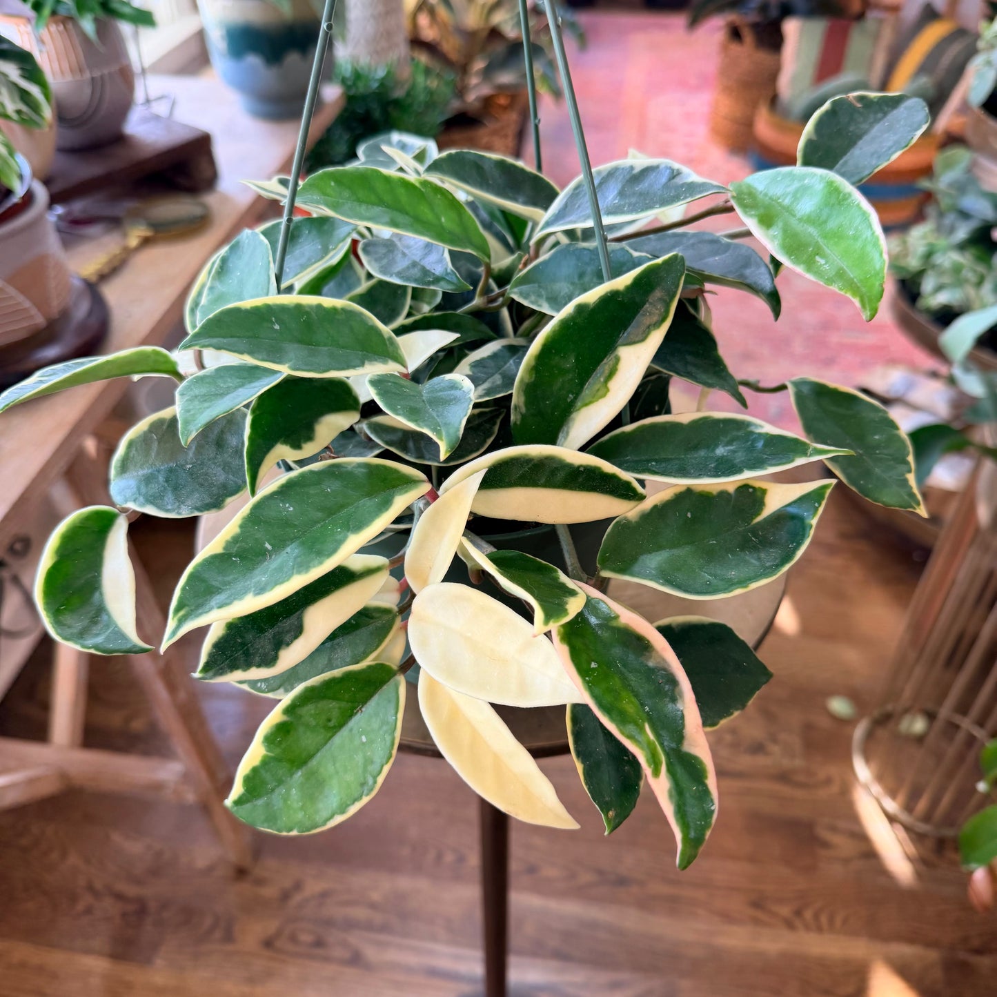 Hoya Carnosa Albo