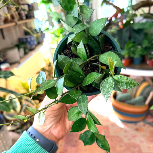 Hoya ‘Krohniana Eskimo’