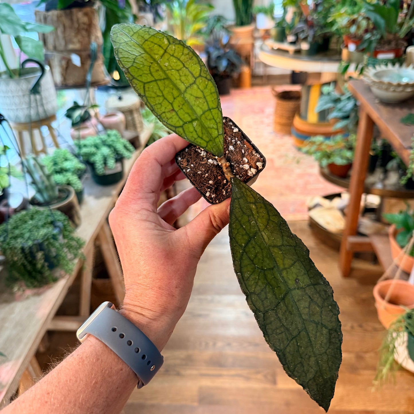 Hoya Clemensiorum Aceh