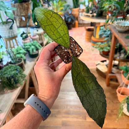 Hoya Clemensiorum Aceh