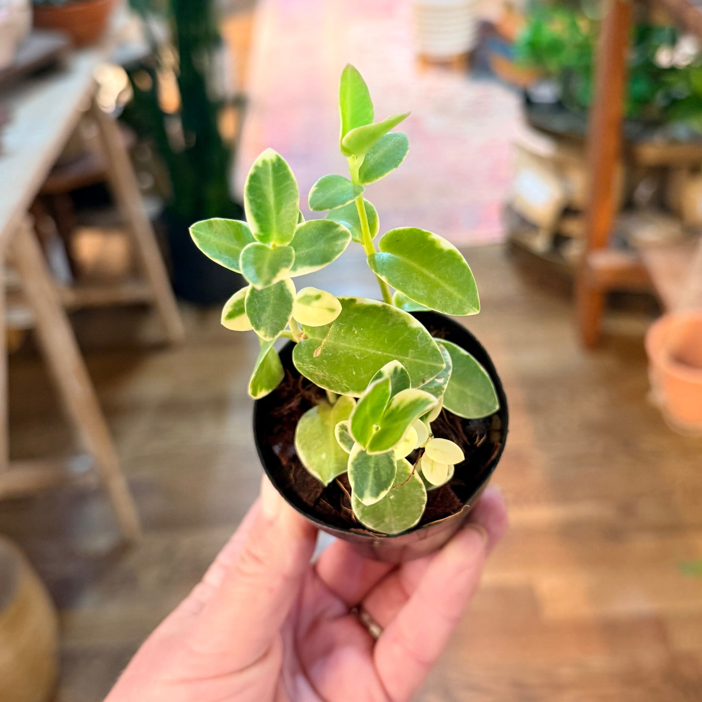 Hoya 'Cumingiana Albo Varigata'