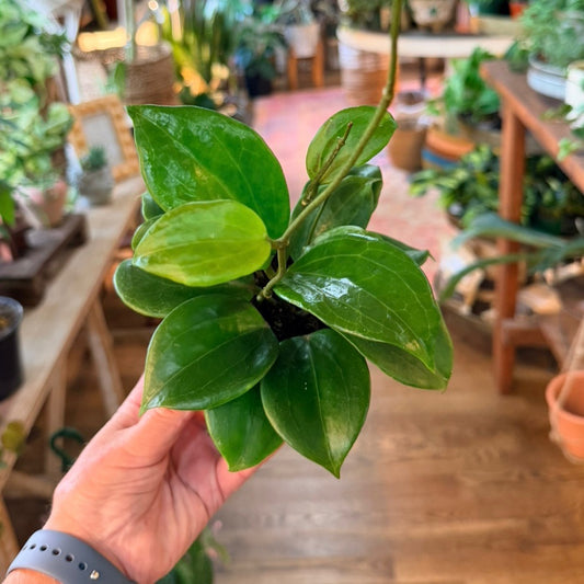Hoya Quinquenervia