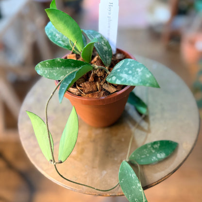 Hoya 'Phuwuaensis'