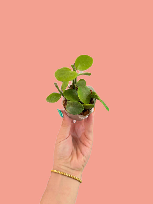 Hoya biakensis