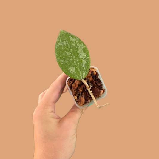 Hoya Verticillata Splash