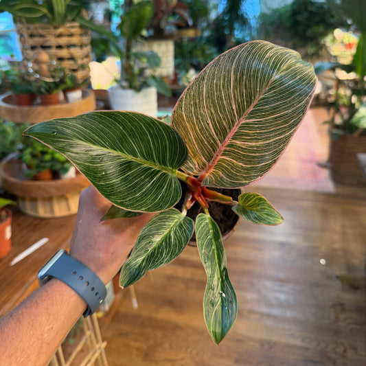 Philodendron 'Birkin - Pink'