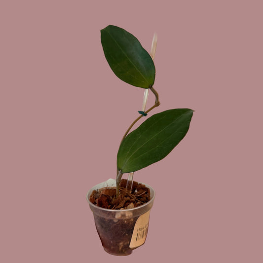 Hoya Cinnamomifolia Albomarginata