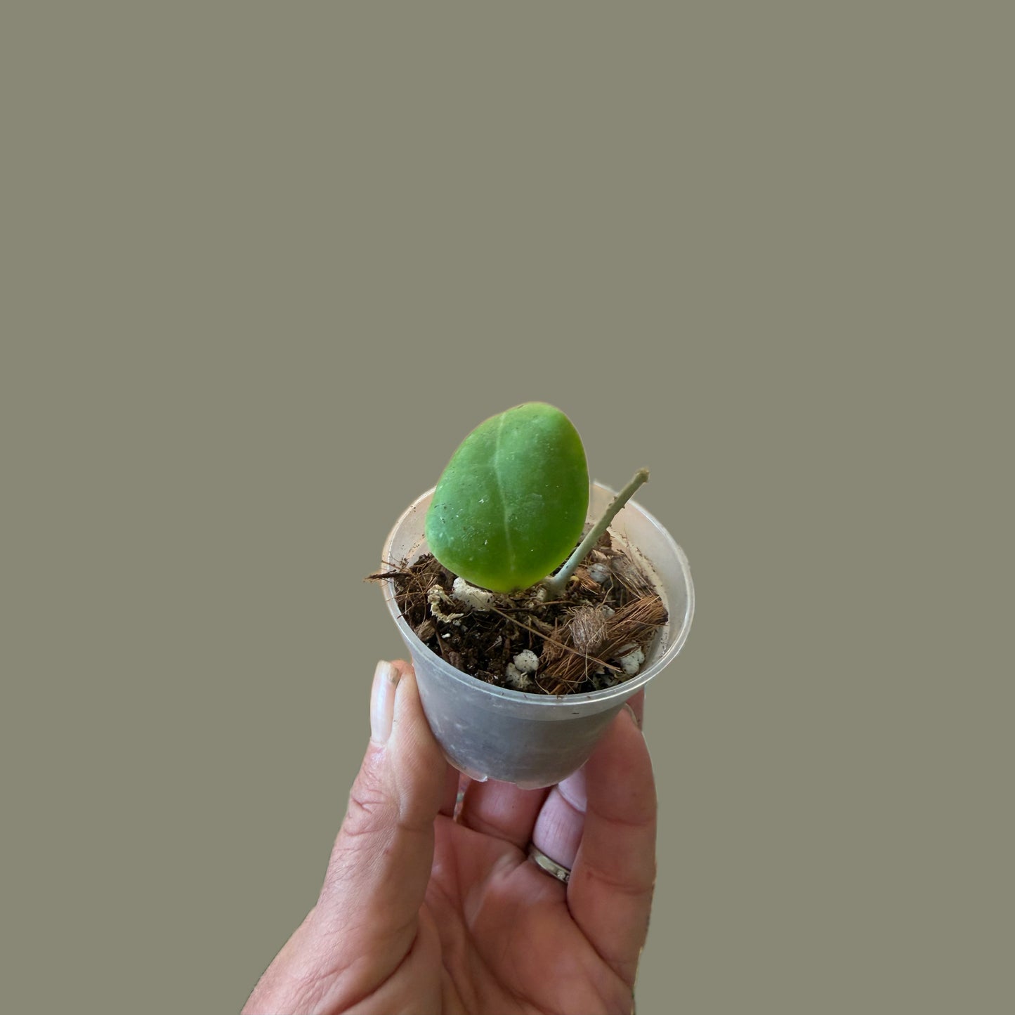Hoya Dolichosparte Red
