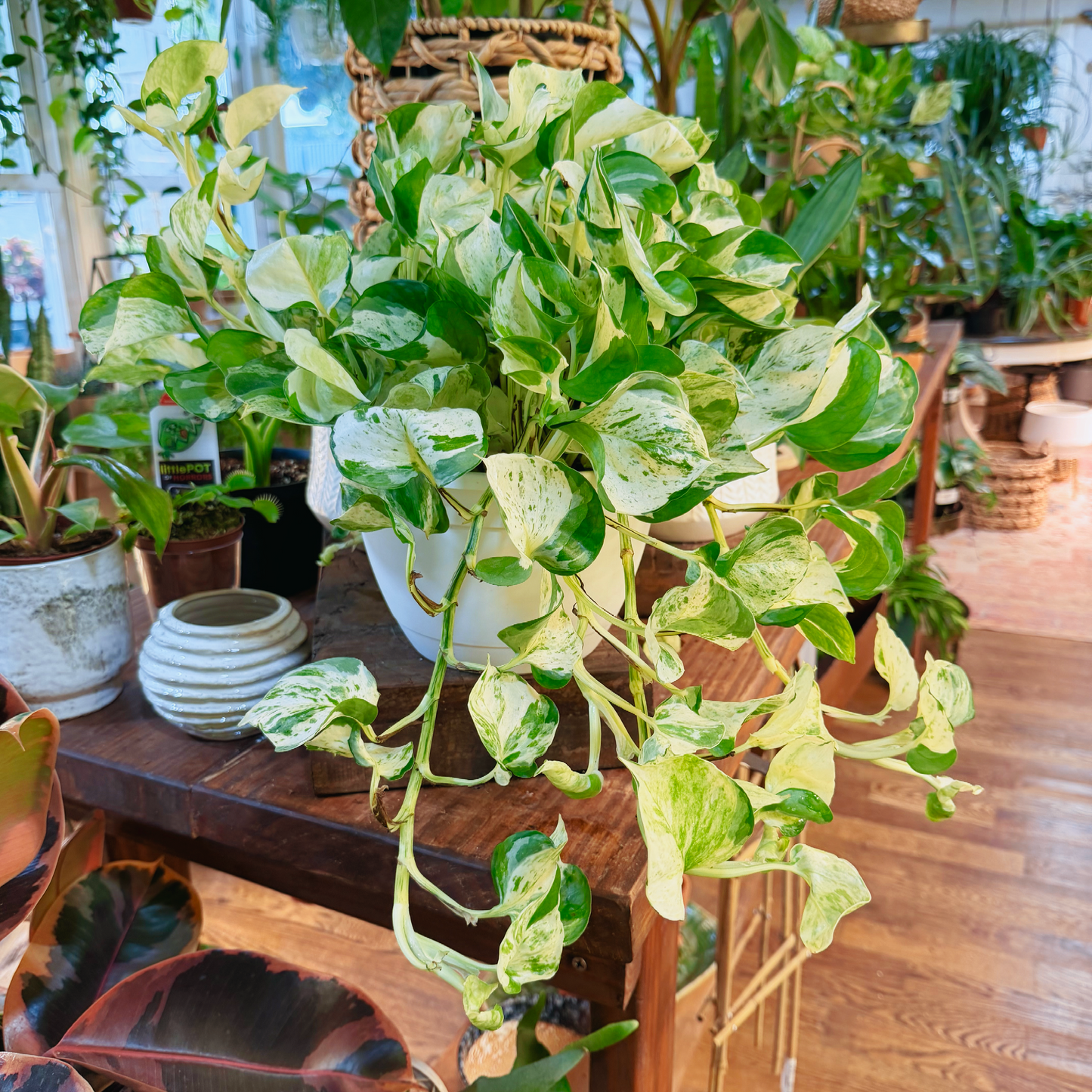 Epipremnum aureum 'Pothos Manjula' (Large Leaf Form)