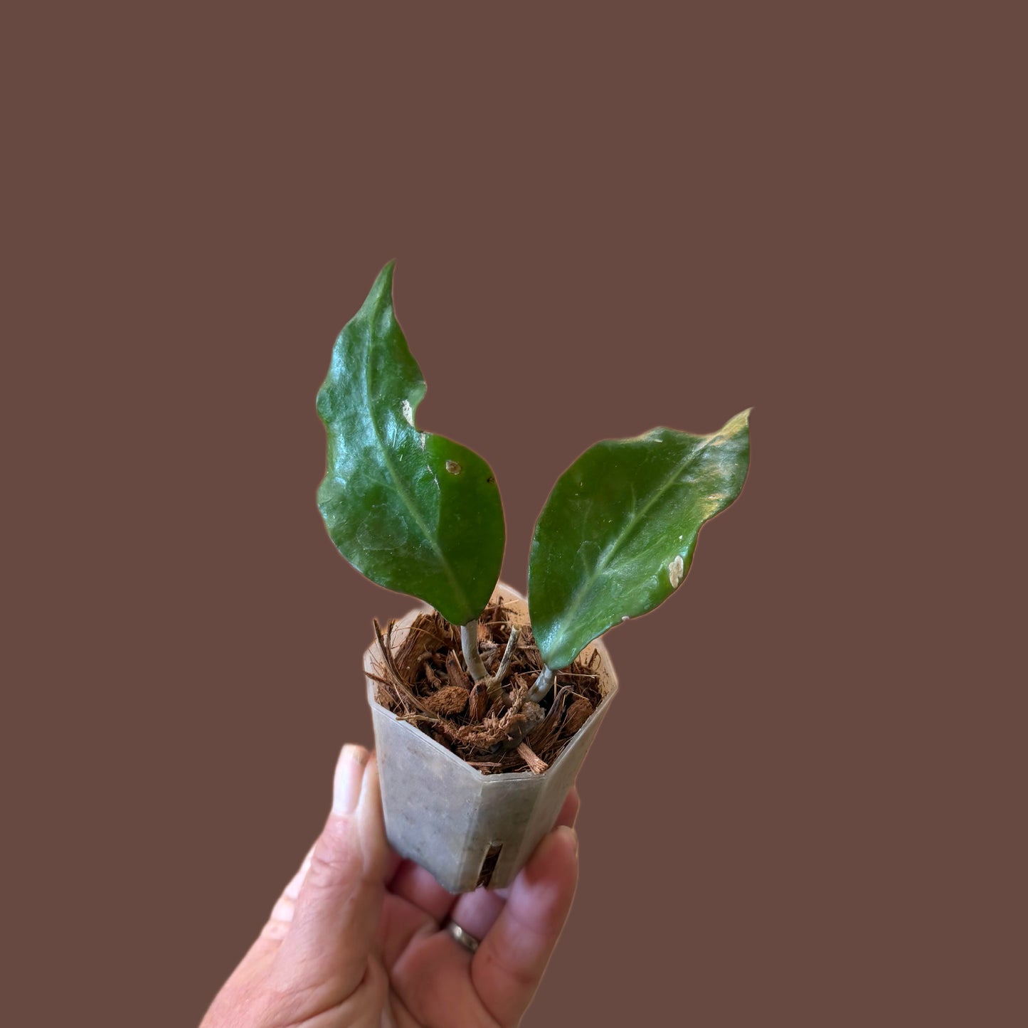 Hoya Sp. Tanggamus