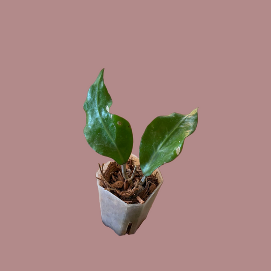 Hoya Sp. Tanggamus