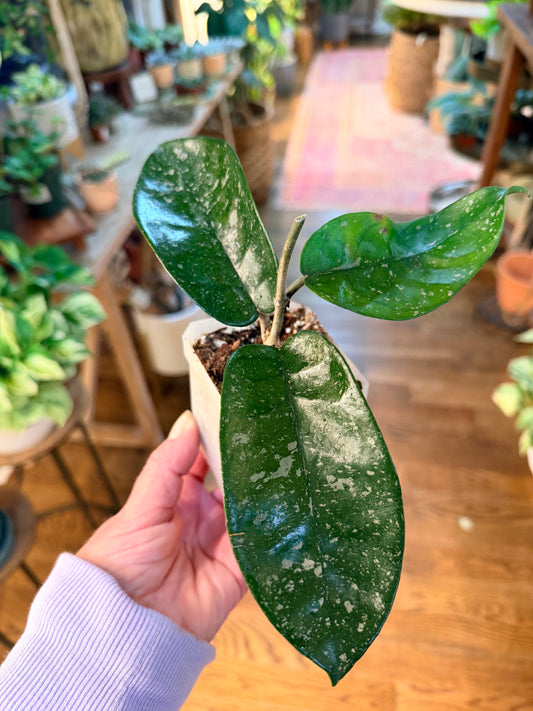 Hoya Starry night