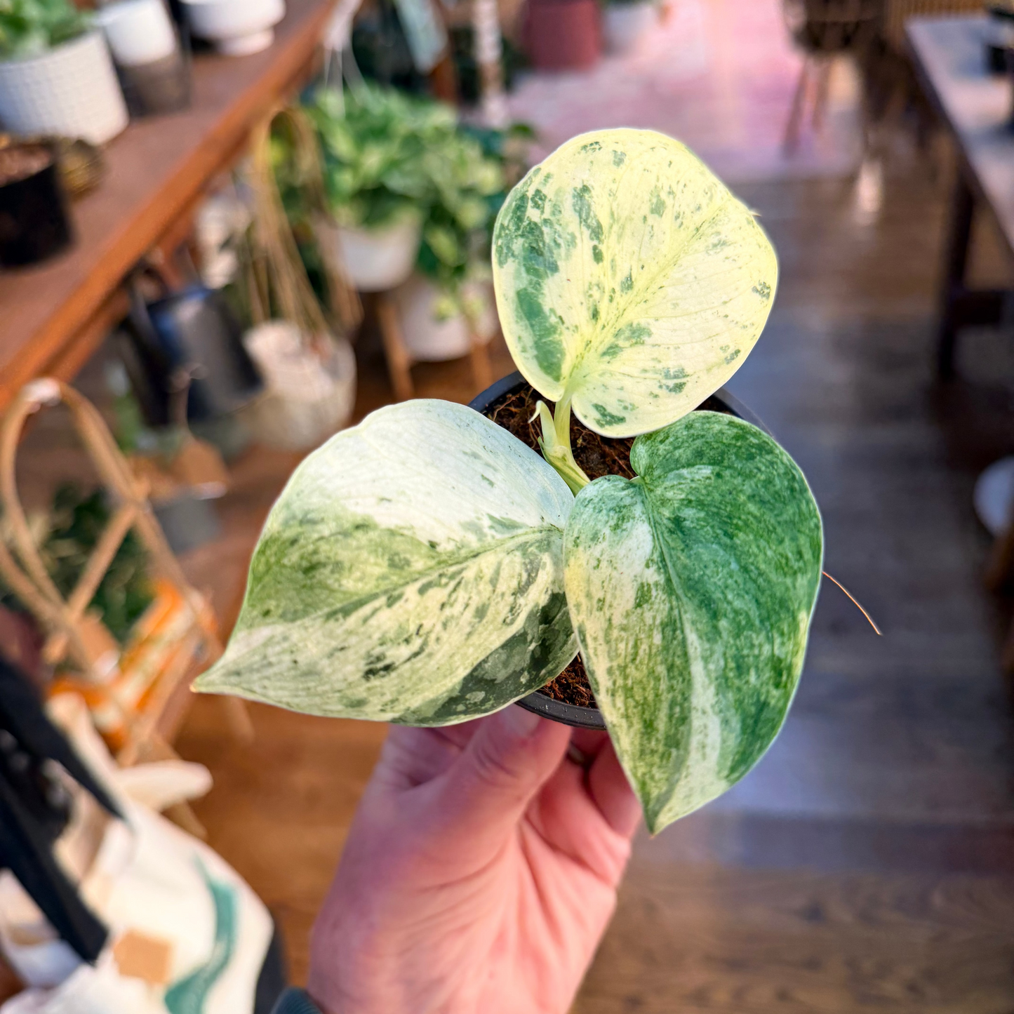 Scindapsus 'Jade Satin - Marble'