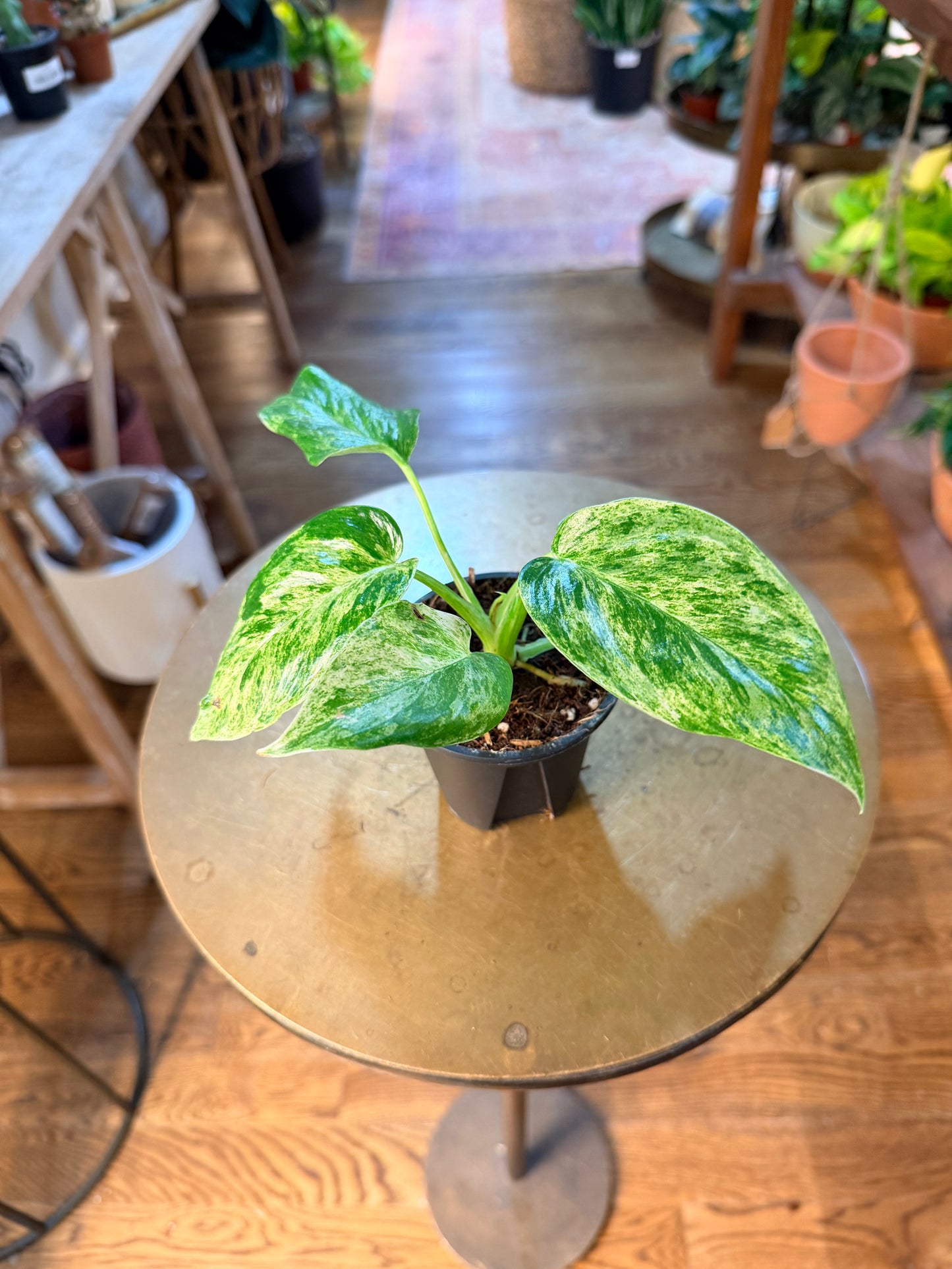 Philodendron 'Giganteum - Marble' Variegated