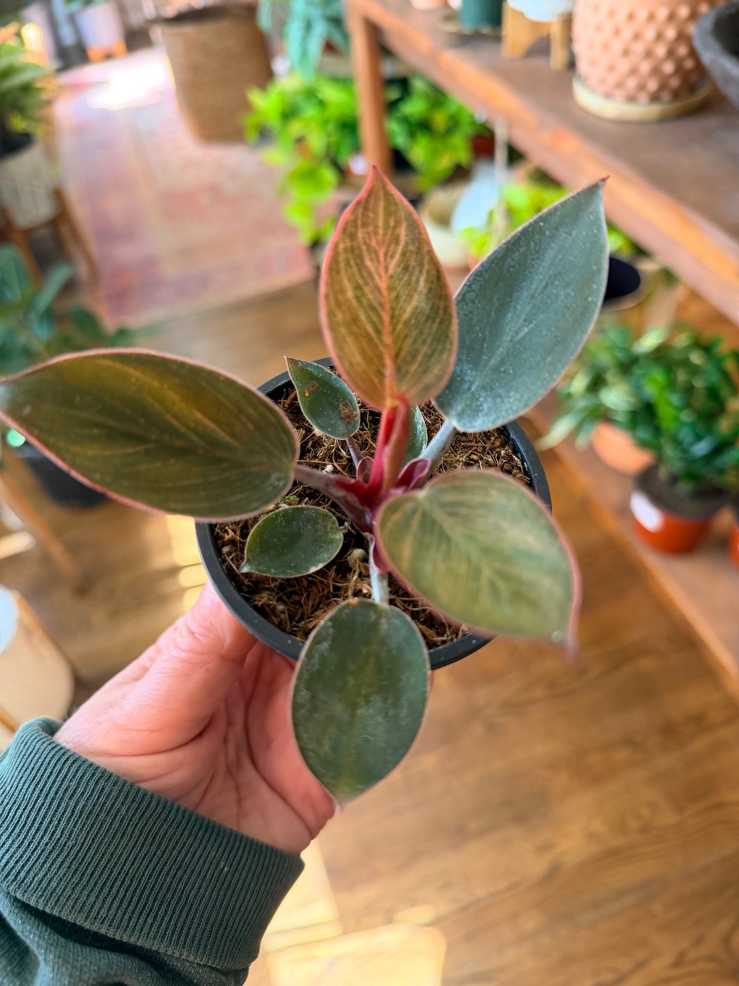 Philodendron 'Birkin - Pink'