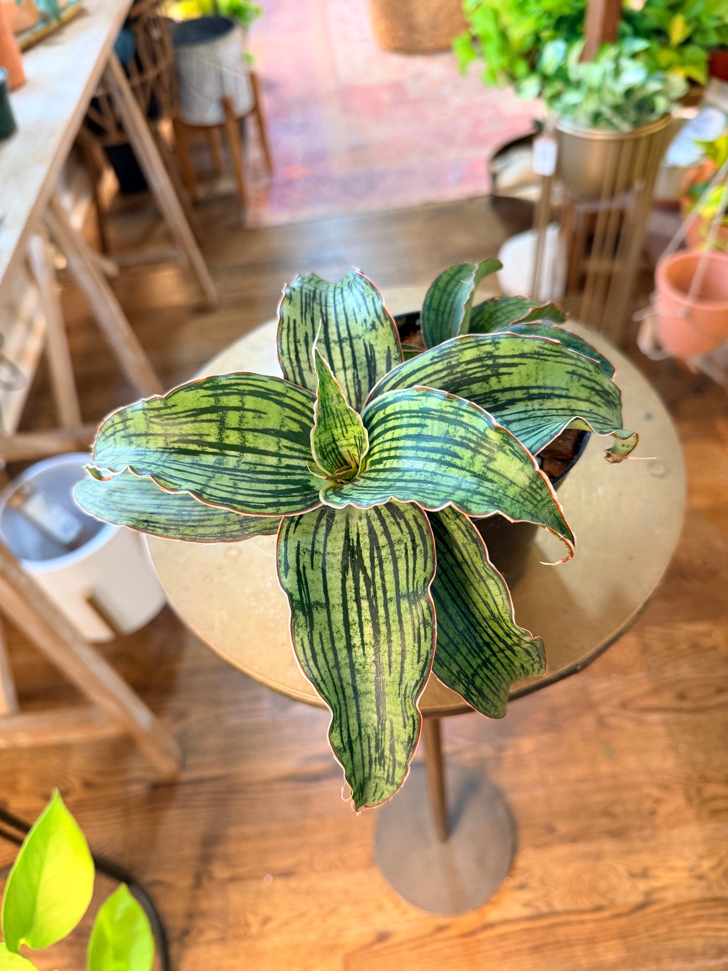 Sansevieria 'Cleopatra'