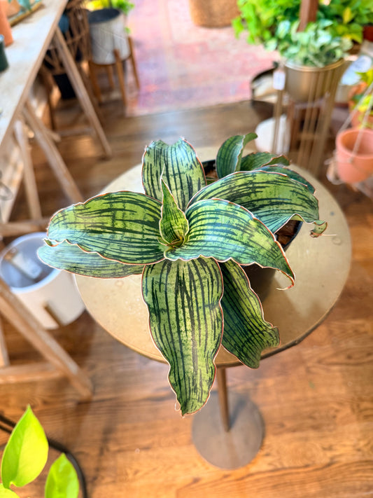 Sansevieria 'Cleopatra'