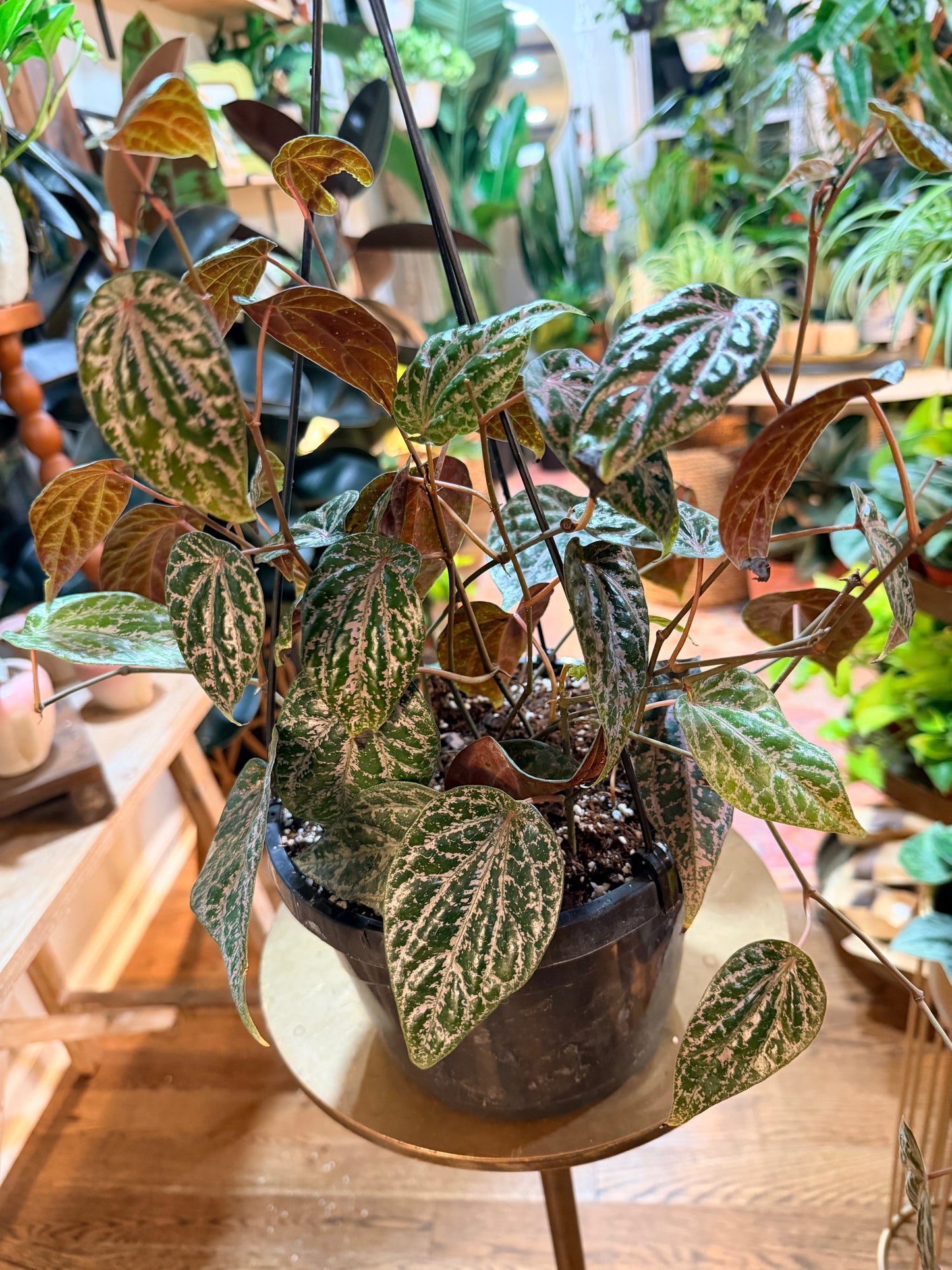 Piper ‘Ornatum’