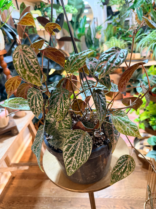 Piper ‘Ornatum’