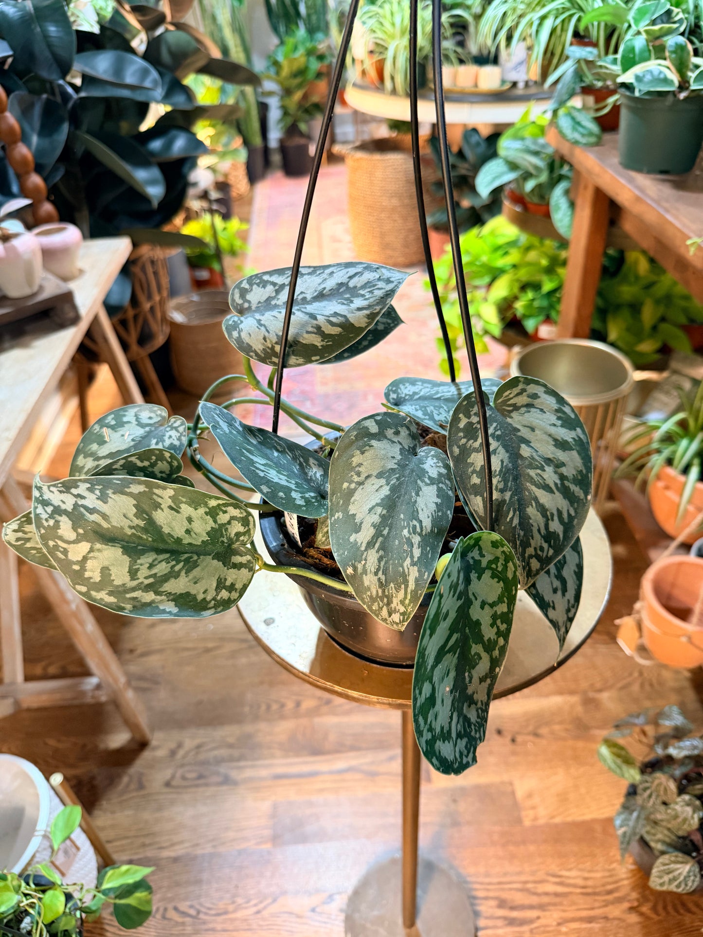 Scindapsus Mariposa