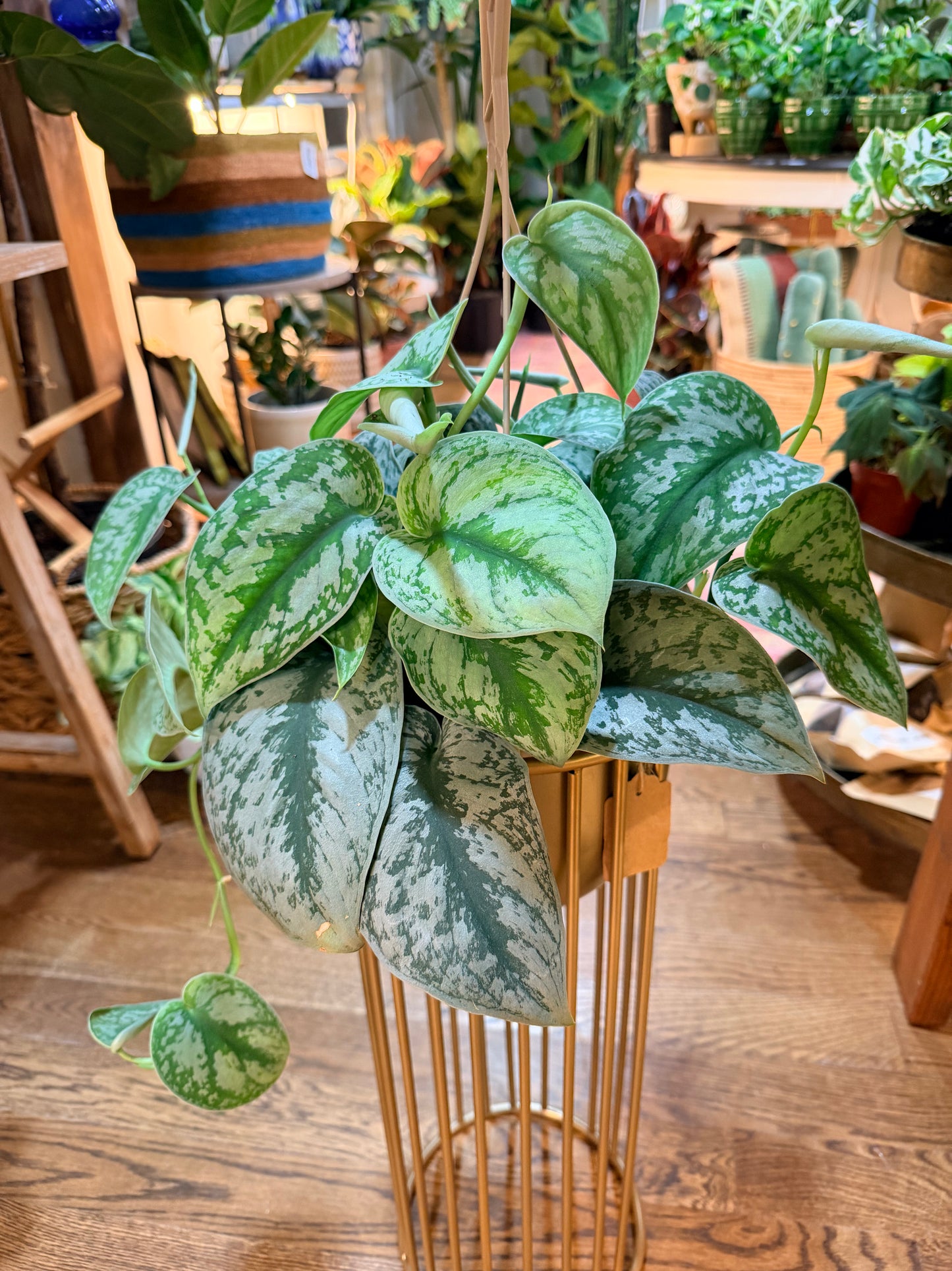 Scindapsus 'Pictus Exotica'