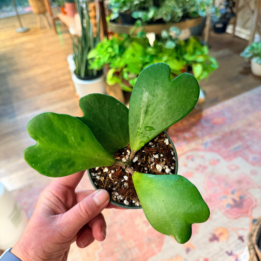 Hoya 'Kerrii Green Heart'