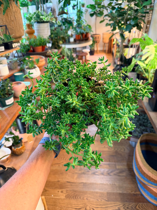 Sedum ‘Jelly Bean’