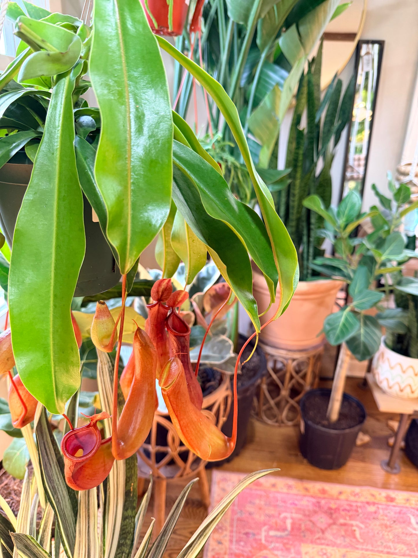 Nepenthes alata pitcher plant