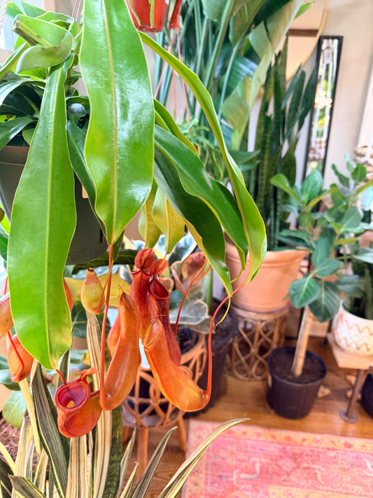 Nepenthes alata pitcher plant