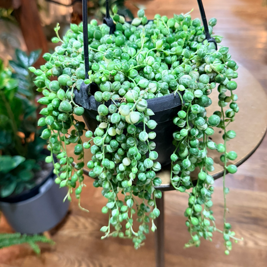 String of Pearls Variegated