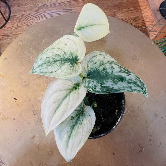 Scindapsus 'Mayari'