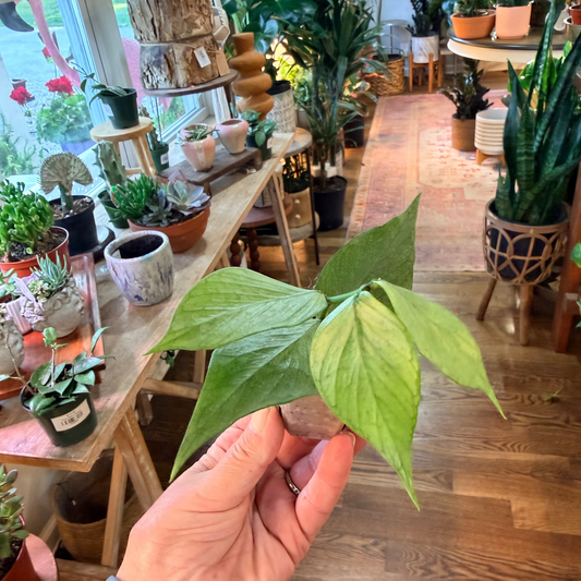Hoya Polyneura Silver