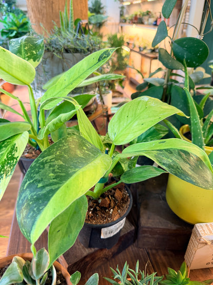 Philodendron ‘Jose Buono’