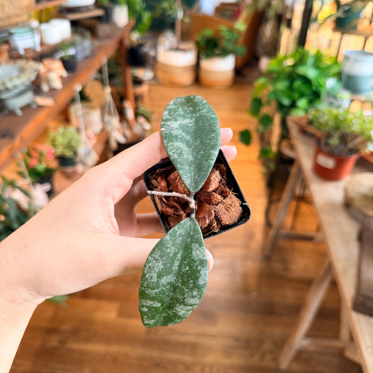 Hoya Flagellata Silver Tabalong
