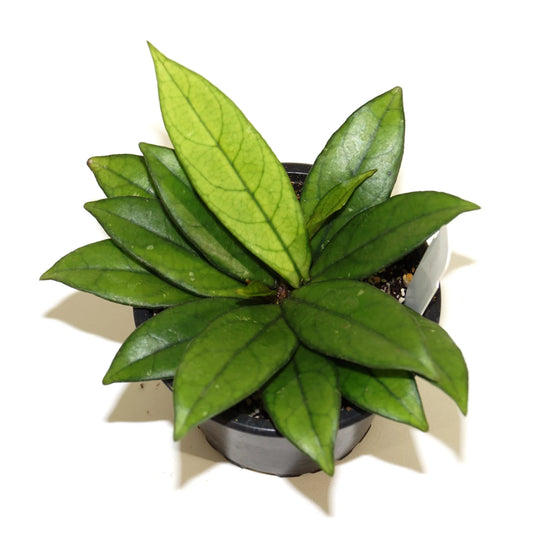 Hoya 'Crassipetiolata'