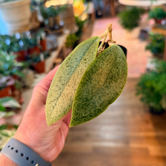 Hoya Jita  Silver