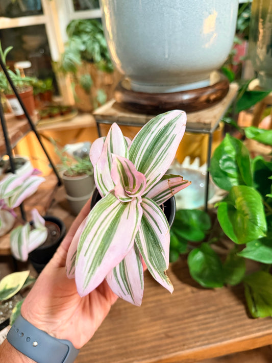 Tradescantia Nanouk
