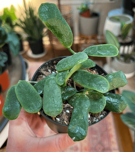 Hoya Roundiflora 4”