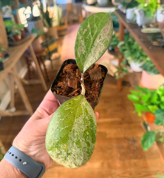 Hoya Michele silver splash