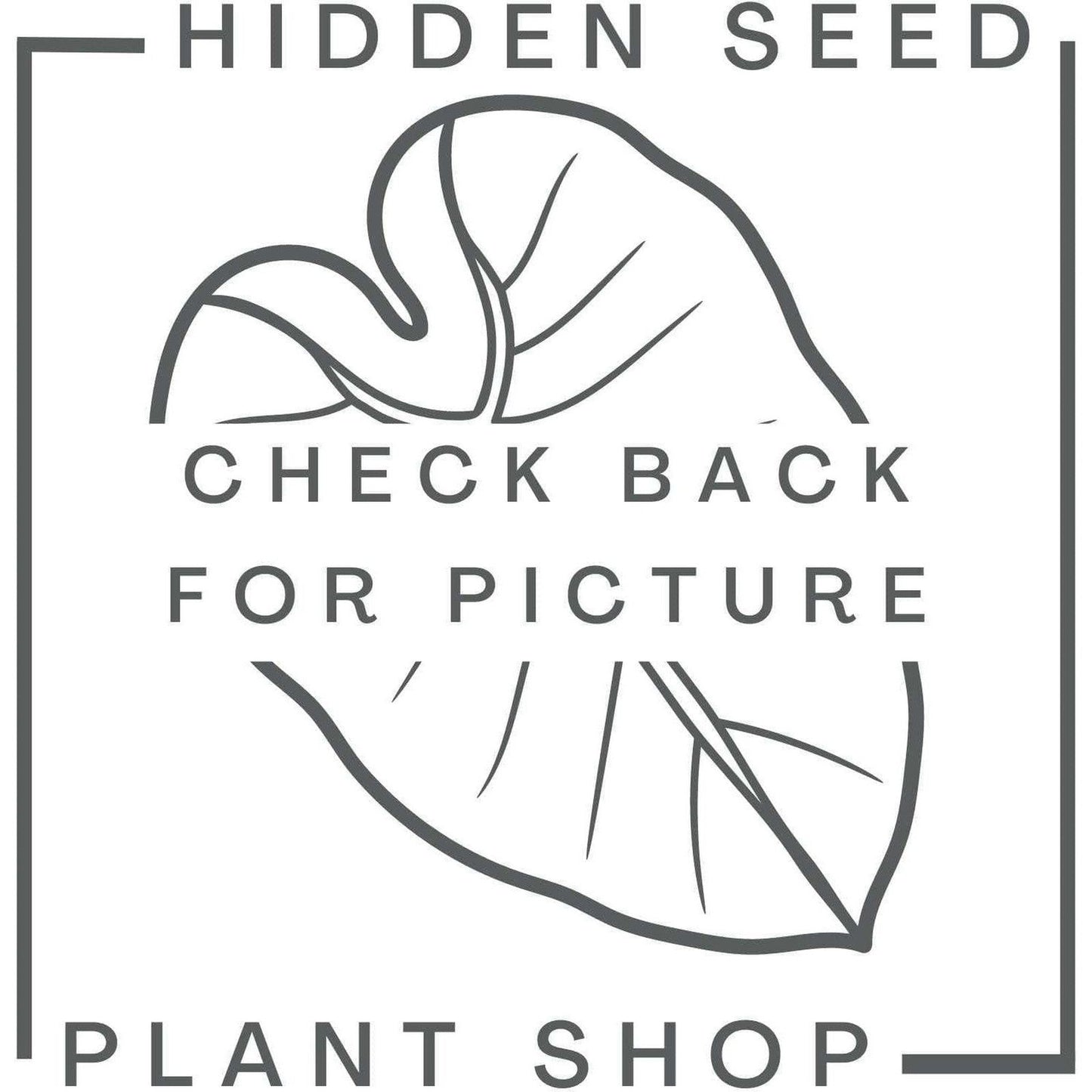Iron Hand Forged Hook Mount - Hidden Seed Plant Shop