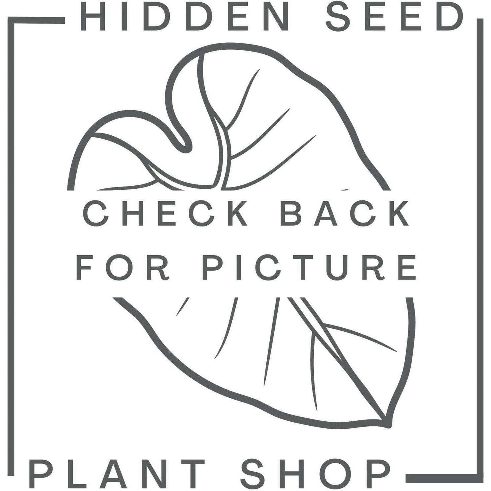 Iron Hand Forged Hook Mount - Hidden Seed Plant Shop