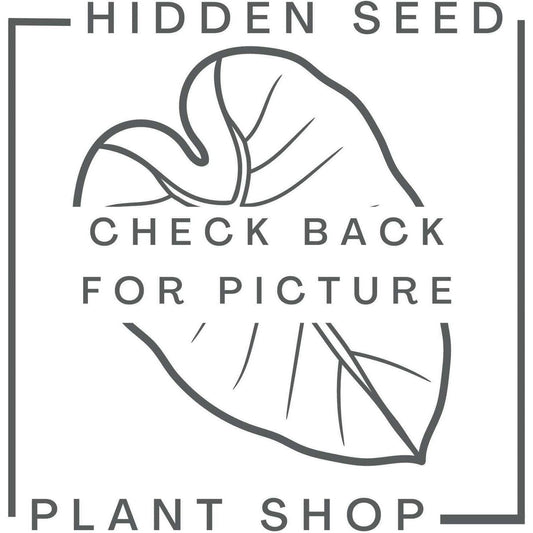 Iron Hand Forged Hook Mount - Hidden Seed Plant Shop
