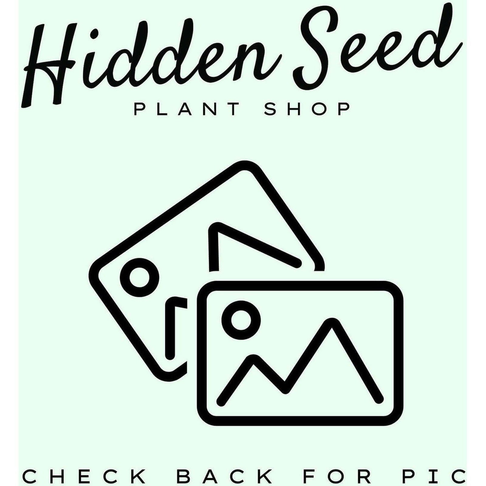 Leaf Etched Planter 6" - Hidden Seed Plant Shop