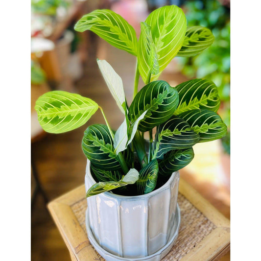 Maranta ‘Prayer Plant' (Leuconeura)-available at Hidden Seed Plant Shop