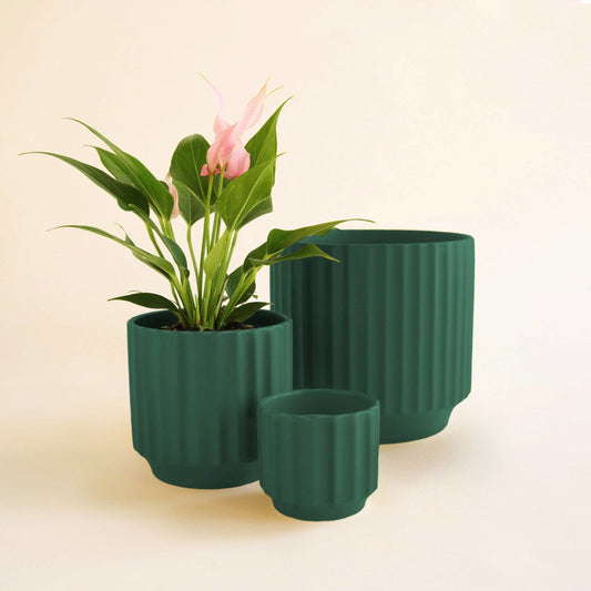 Monroe Planter - Rainforest - Hidden Seed Plant Shop