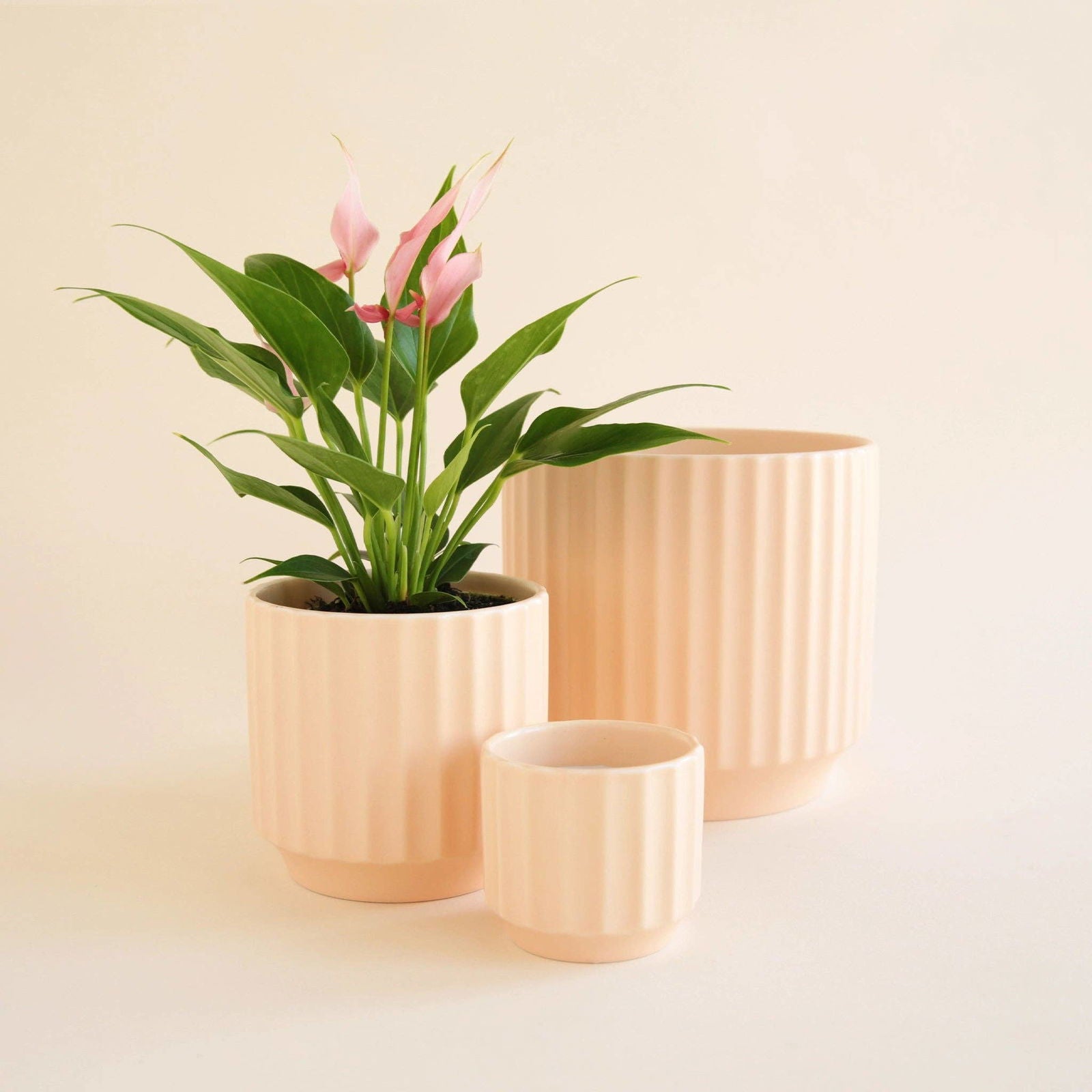 Monroe Pot - Vanilla - Hidden Seed Plant Shop